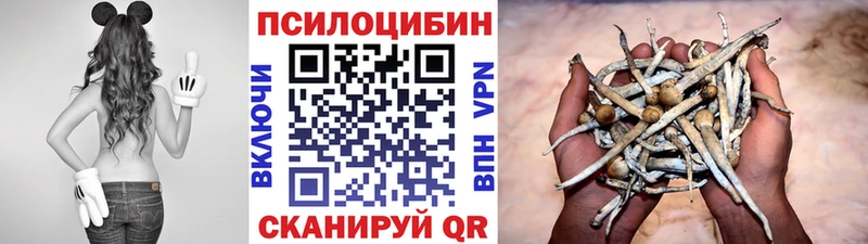 Псилоцибиновые грибы мицелий цены Александровск